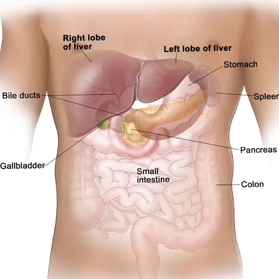Liver and Spleen Imaging